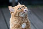 cat-4098058_960_720