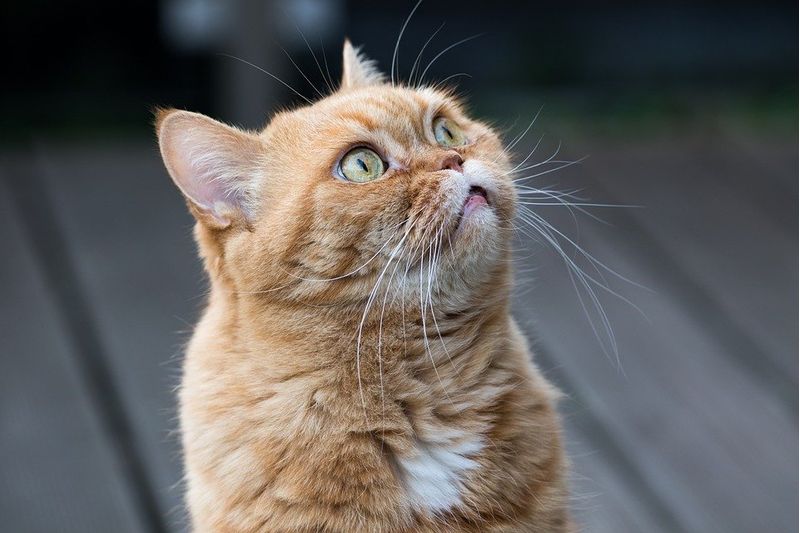 cat-4098058_960_720